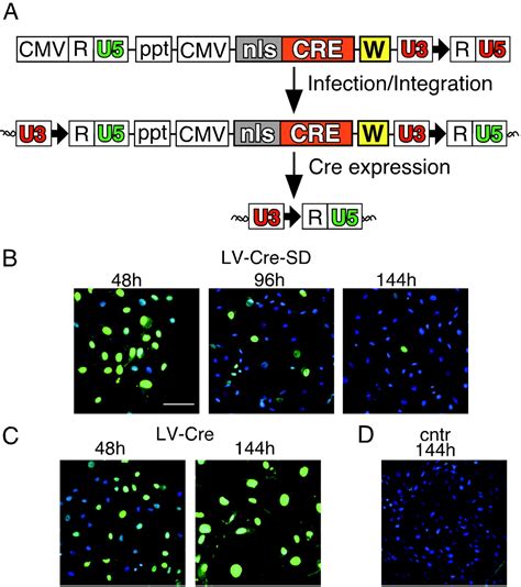 Delivery of the Cre recombinase by a self